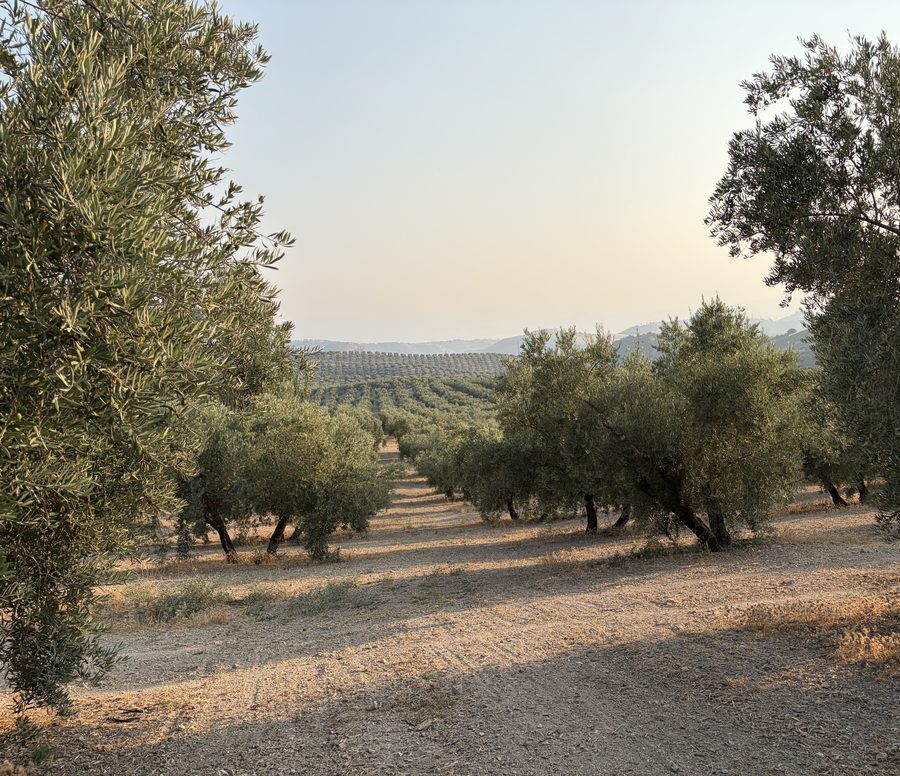 Hileras de olivos alineadas hasta el horizonte