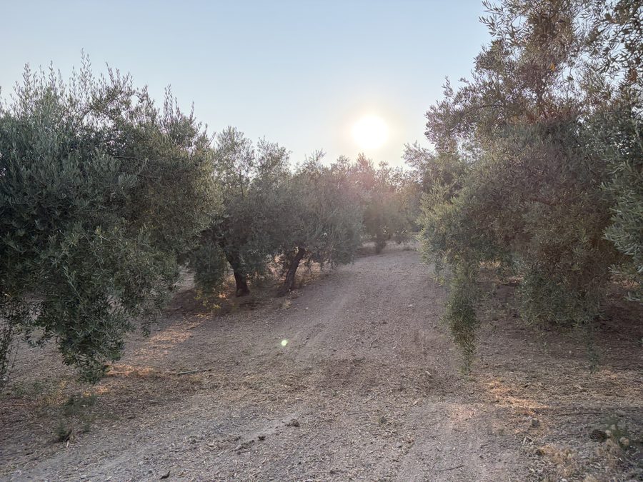 Amanecer entre los olivos de la finca, con el sol filtrándose entre las ramas