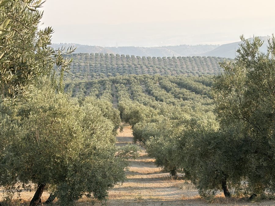 Vista del olivar descendiendo hacia el valle al atardecer